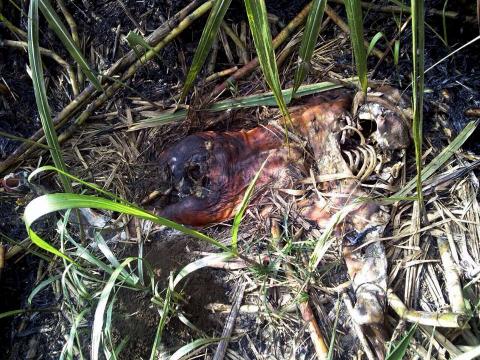 Foto: Especial Foto: Especial