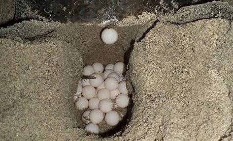 Desove de tortugas moviliza operativo especial en playas de Nautla