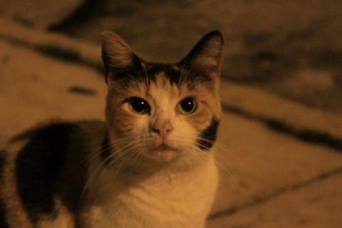 Michis ya van al veterinario tanto como los perros en Veracruz