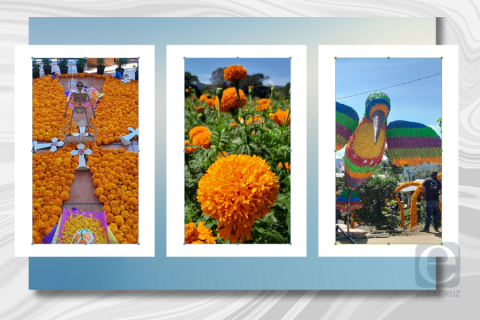 Así lucen campos de cempasúchil en Coacoatzintla y Naolinco