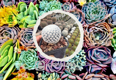 cactus_y_suculentas-Expo_Dealers-Xalapa cactus_y_suculentas-Expo_Dealers-Xalapa