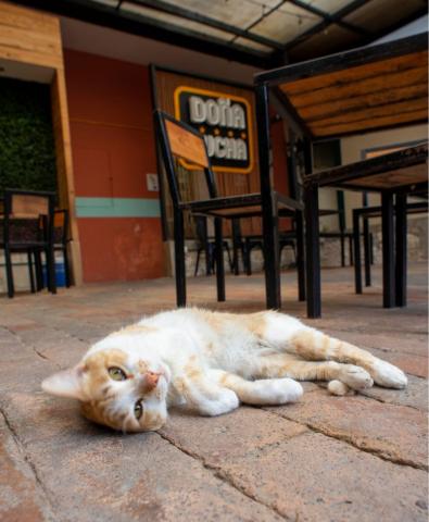 ¿Me has visto? Buscan a Ginger, gatito del bar Doña Lucha en Xalapa
