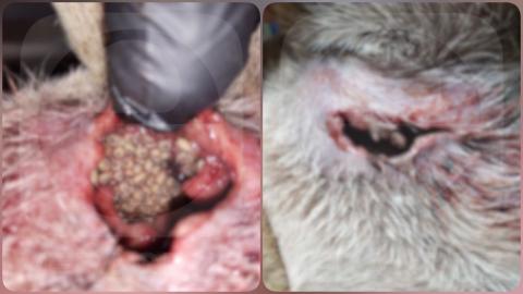 Confirman caso de gusano barrenador en perro de Nogales