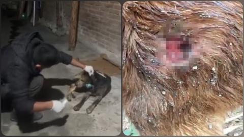 Gusano barrenador se extiende en Veracruz y afecta a perros de la calle