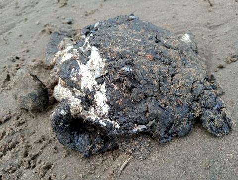 Hallan cría de tortuga muerta y cubierta de chapopote en Coatza