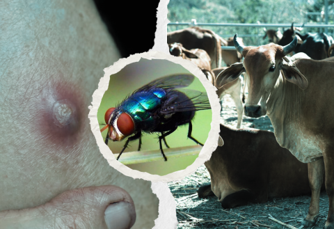 humanos y animales, gusano barrenador, Veracruz