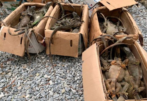 Aseguran 192 iguanas verdes en autobús de Coatzacoalcos a Oaxaca