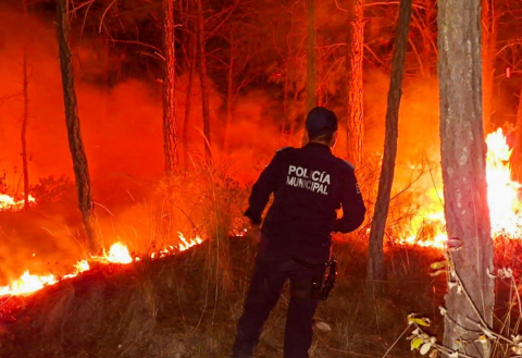 incendios forestales, hectáreas, Perote
