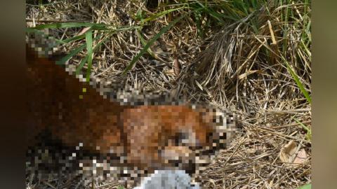 Encuentran jaguarundi muerto en carretera de Medellín de Bravo