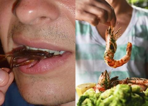 ¡Tragedia! Los camarones y las cucarachas son casi lo mismo