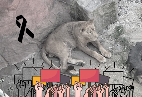 Muere león en Paseo del Río Orizaba; critican a ayuntamiento