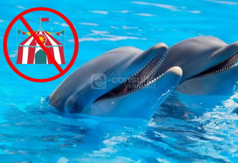 Ley Mincho da fin a actos circenses en Aquarium de Veracruz: activista