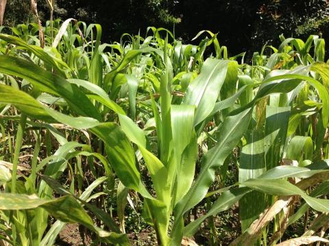 Siembra de maíces nativos, a la baja image 1