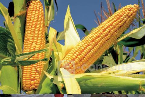 Disminuye cultivo de maíz en Veracruz; crecen importaciones