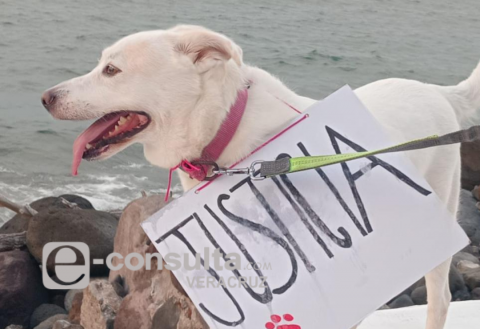 Con "lista negra" buscan frenar a maltratadores de animales en Veracruz