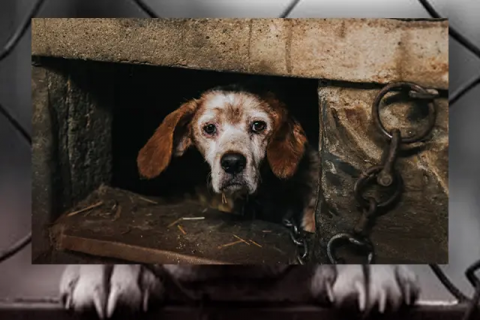 7 de cada 10 mascotas en el país sufren maltrato animal