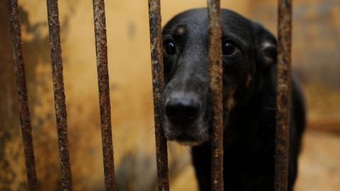Matan con arma de fuego a perro Kaiser en Las Bajadas, Veracruz