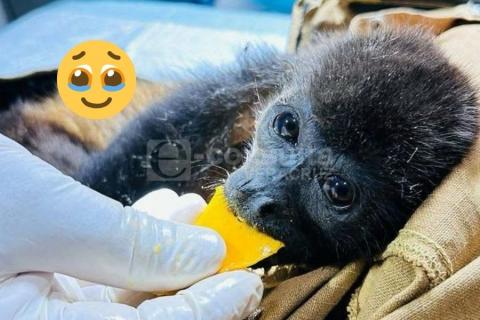 Rescatan a una monito aulladora en zona rural de Cosoleacaque