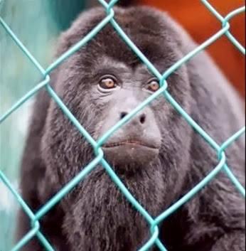¿Murió Lito, el mono aullador, por descuido?