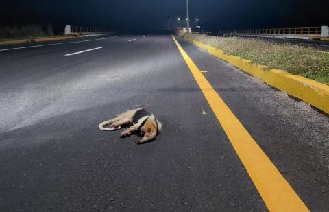 Muere oso hormiguero atropellado en carretera de Alvarado