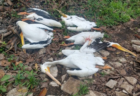 muerte, pelícanos, Atoyac muerte, pelícanos, Atoyac