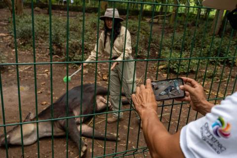 Así busca Naturalia evitar muerte de animales rescatados