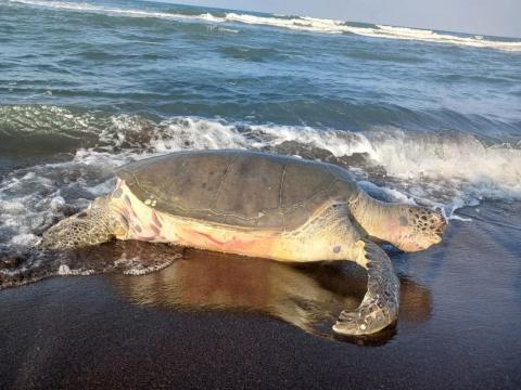 Hallan tortuga verde muerta antes de desovar en Nautla