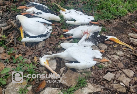 pelícanos muertos, Atoyac, contaminación