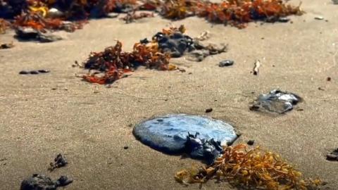 Persiste arribo de hidrocarburo en costas de Veracruz: ambientalistas