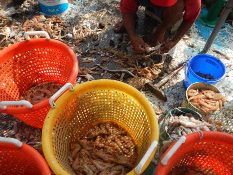 Veda de camarón deja endeudados a pescadores de Alvarado