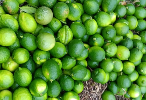 Por pesticidas, Estados Unidos rechaza limón persa de Veracruz