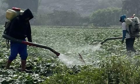 Pese a intoxicaciones, pesticidas infestan cultivos de papa en Veracruz