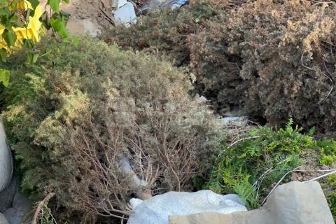 Cientos de pinos se tiraron en Coatza por bajas ventas y mal clima