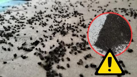 Plaga de moscas deja sin clientes a Teresa y a comerciantes de Emiliano Zapata