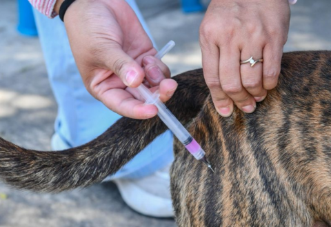 Tras muerte por rabia en Zacatecas, vacunarán a mascotas en Coatza