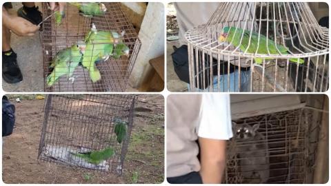 Rescatan mapache y 6 loros mascotas en Los Tuxtlas