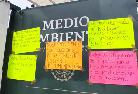 Madera sin aprovechar atraerá plagas y taladores a Perote, denuncian