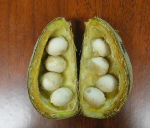 Investigadores UV analizan efecto neurotóxico de Sterculia apetala image 1