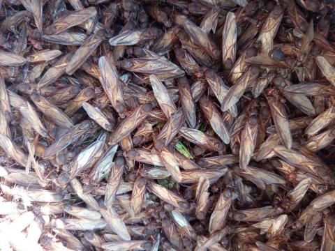 Temporada de chicatanas en Veracruz: el kilo alcanza hasta 800 pesos