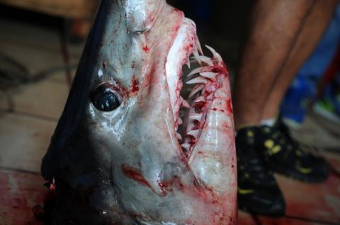 Foto: AVCNoticias Foto: AVCNoticias