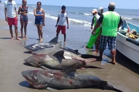Polémica en redes sociales por pesca de tiburones en Alvarado