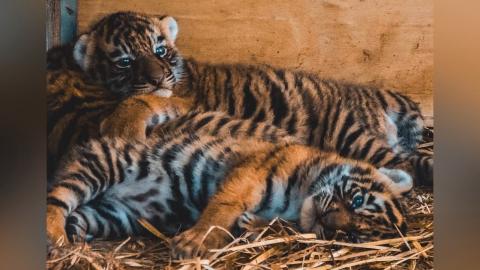 Bio Zoo, de Córdoba, reporta la reproducción de 11 tigres