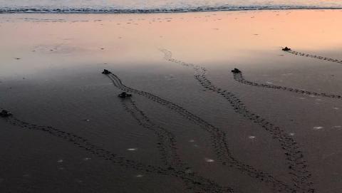 Campamentos de Catemaco piden apoyo para salvar tortugas