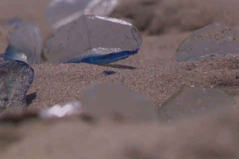 "Extrañas" criaturas invaden las costas del Pacífico norte en EEUU