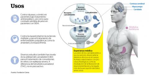 Derivados de la marihuana se abren paso como nuevos medicamentos image 2