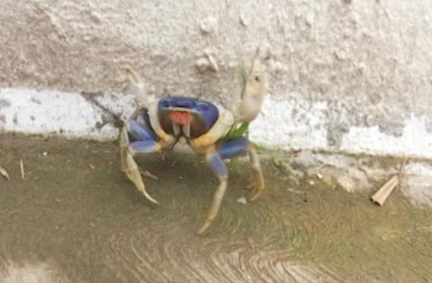 Inicia vigilancia por veda del cangrejo azul en Coatzacoalcos