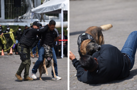 Video: Así adiestran a perros policía de Veracruz contra delincuentes