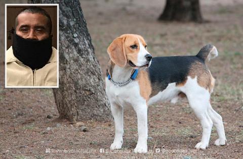 Hombre mató a balazos a perrito en Papantla; ya fue detenido