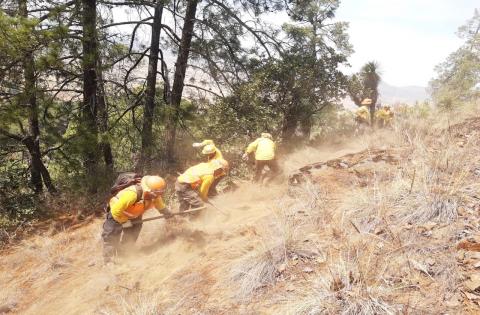 Incendio forestal de Perote liquidado; daño más de 30 hectáreas