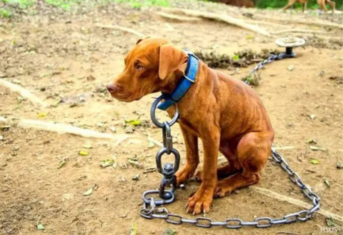 Con marcha en Xalapa, exigen justicia por maltrato animal